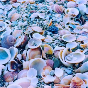 Full frame shot of seashells and pebbles