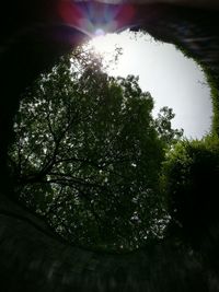 Low angle view of trees against sky