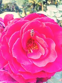 Close-up of pink rose