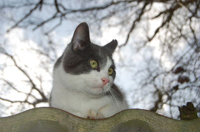 Portrait of a cat