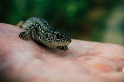 Close-up of human hand holding small lizard