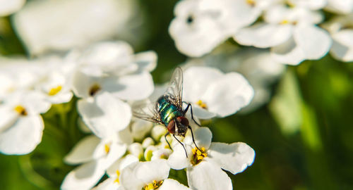 Close-up of insect on white flower