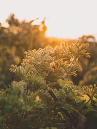 Close-up of flowering plants on field against sky