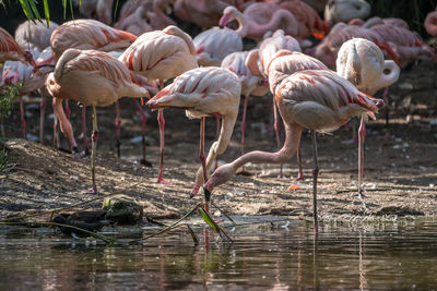 Flock of birds drinking water from a lake