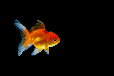 View of fish swimming in sea