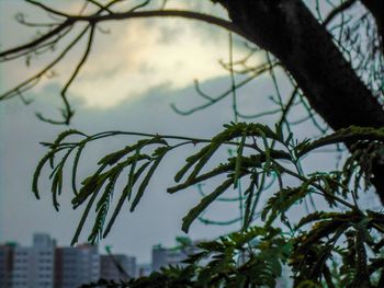 Low angle view of tree against sky