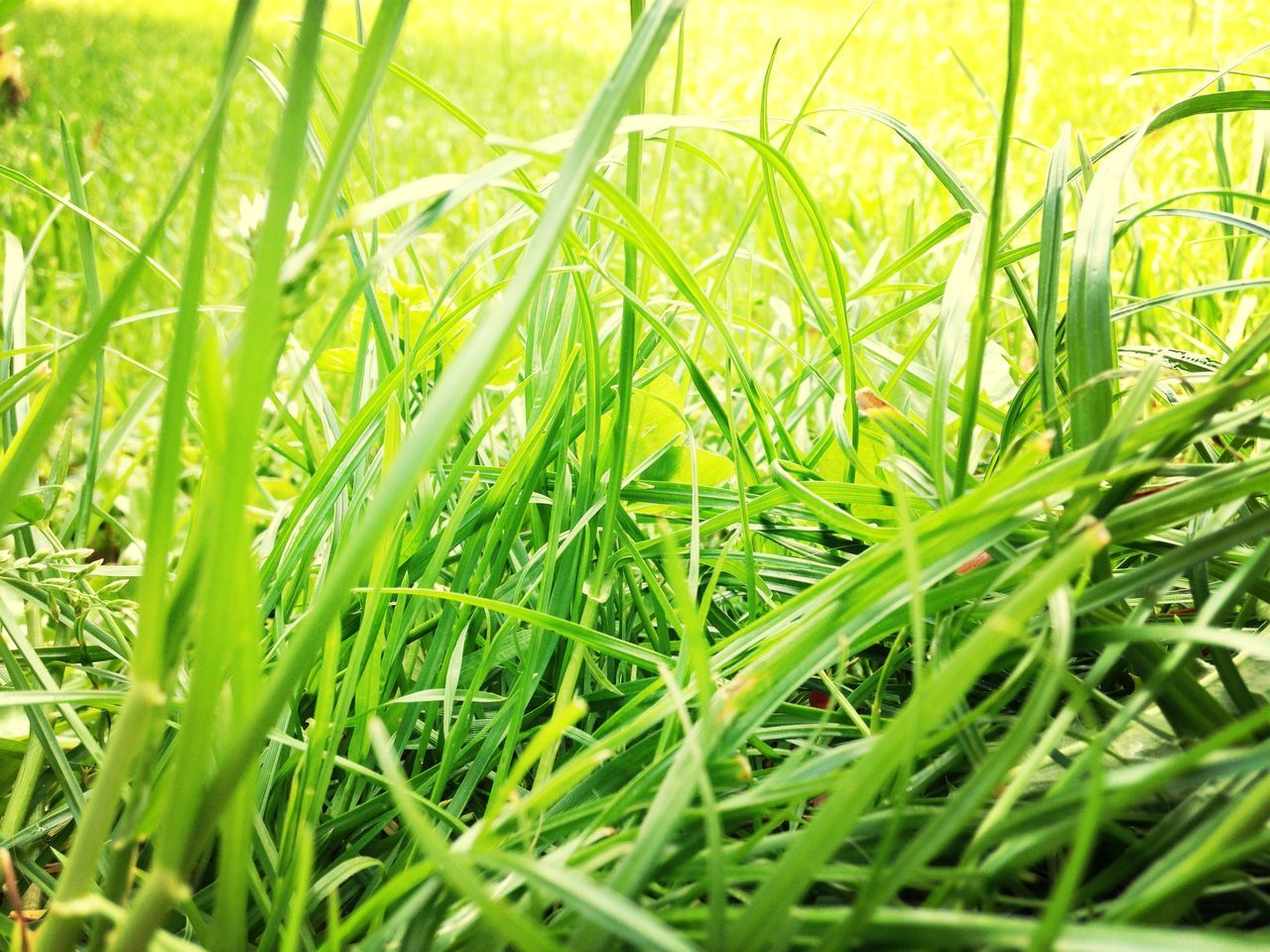 Green grass