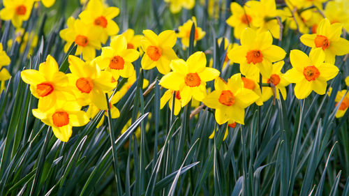 Close-up of yellow flower blooming in field