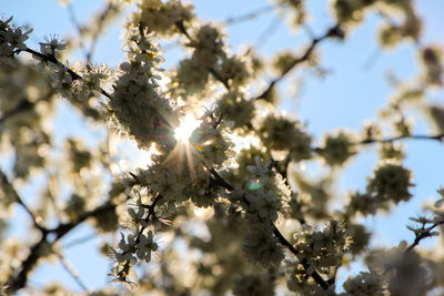 Low angle view of flowers on branch