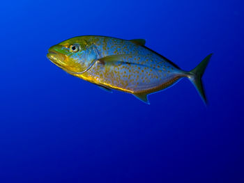 Fish swimming in sea