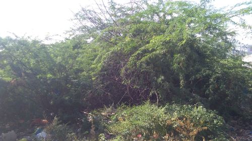 Plants and trees in forest