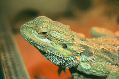 Close-up of lizard