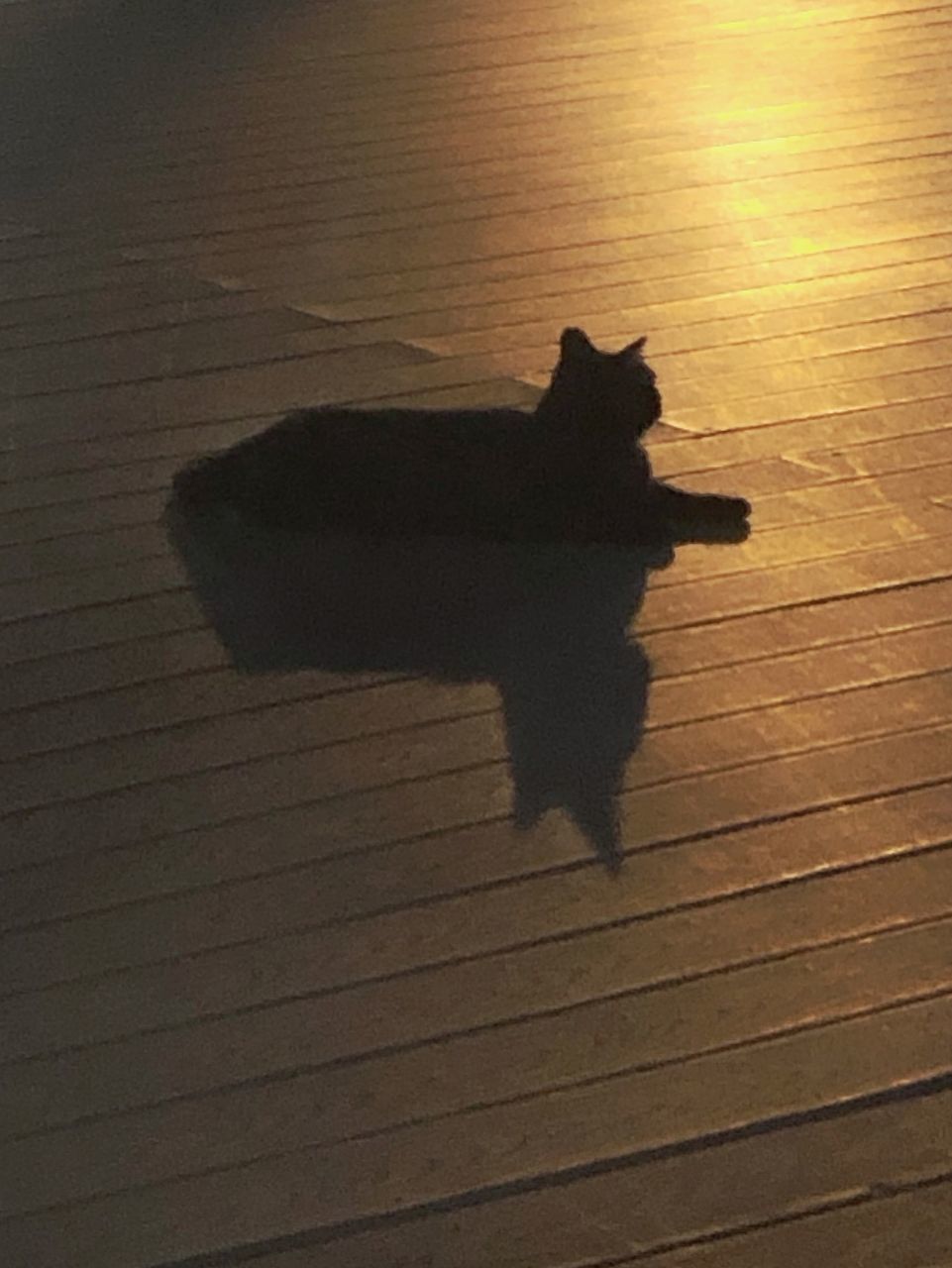 HIGH ANGLE VIEW OF CAT SHADOW ON HARDWOOD FLOOR