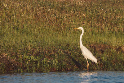 View of bird on grass by lake