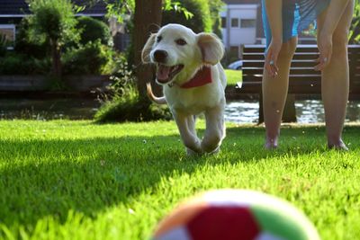 Dog standing in grass