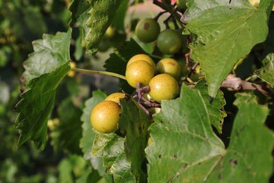 Close-up of fresh fruits on tree