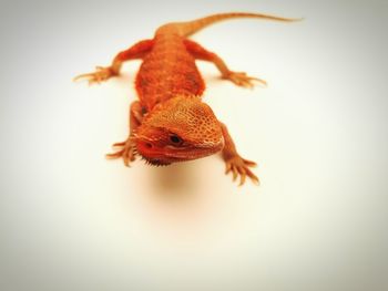 Close-up of a lizard on white background