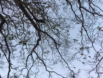 Low angle view of bare tree against clear sky