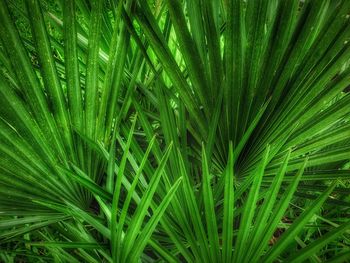 Full frame shot of palm tree