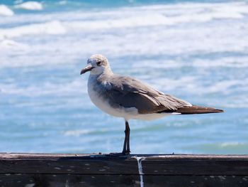 Close-up of seagull perching on wooden post