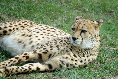 View of a cat relaxing on field