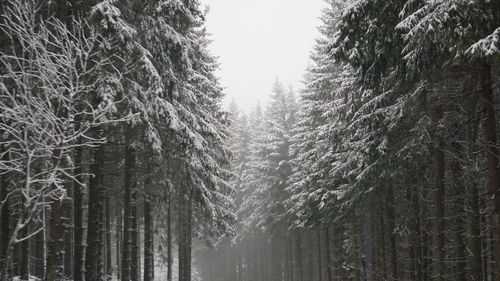 Fir trees growing in forest