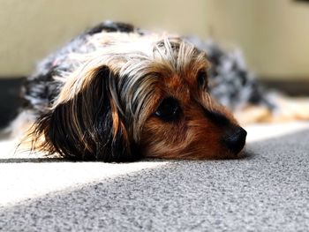 Close-up of dog lying down