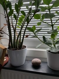 Close-up of potted plant on table at home