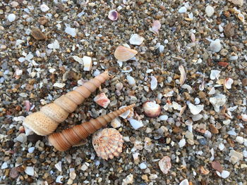 High angle view of shells on beach