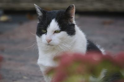 Close-up of cat looking up outdoors