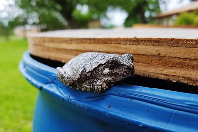 Close-up of lizard on boat