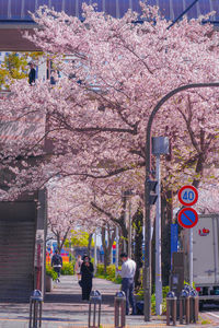 Pink cherry blossom on road in city