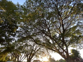 Low angle view of trees against sky