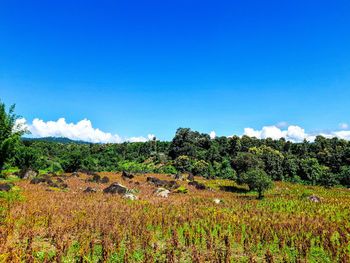 Plants growing on field against sky