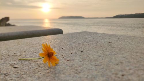 Scenic view of sea against orange sky