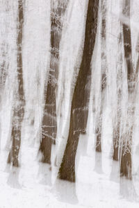 View of snow covered trees