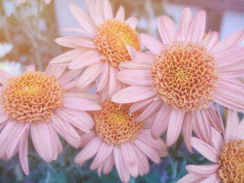 Close-up of flowers