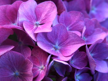 Close-up of pink hydrangea flowers