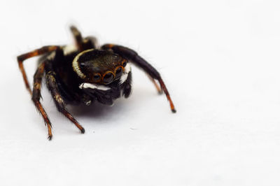 Close-up of spider on white background