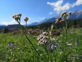 Close-up of purple flowering plant on field