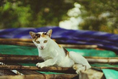 Portrait of cat sitting outdoors