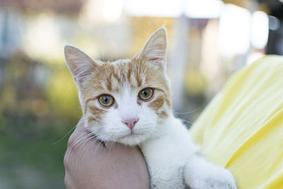 Close-up portrait of cat