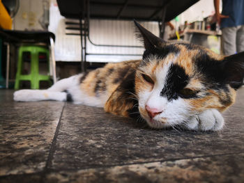 Close-up of a cat resting