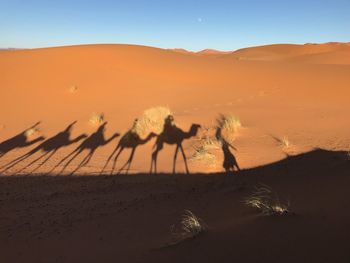 Shadow of camels and people on sand at desert