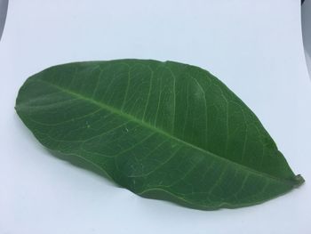 Close-up of green leaves on white background