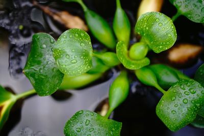 Close-up of raindrops on leaf