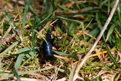 Close-up of black insect on land