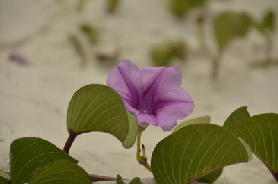 Close-up of pink flowering plant