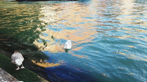 High angle view of bird swimming in lake