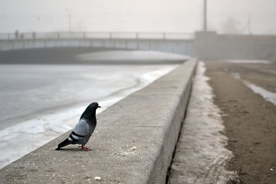 Pigeon on retaining wall